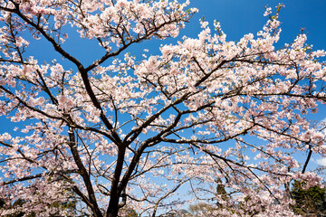 Beautiful cherry blossoms are blooming in the Alishan Forest Recreation Area in Chiayi, Taiwan.