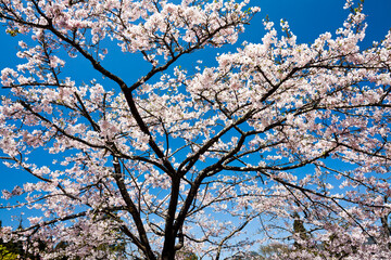 Beautiful cherry blossoms are blooming in the Alishan Forest Recreation Area in Chiayi, Taiwan.