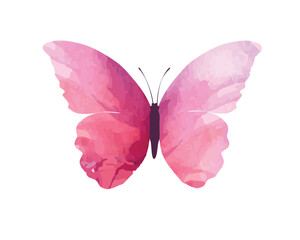 pink butterfly on white background	