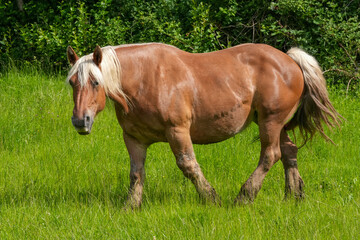 Pferd auf der Weide Comtois Pferd 