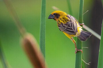 Asian golden weaver bird perched on a branch against a green background.