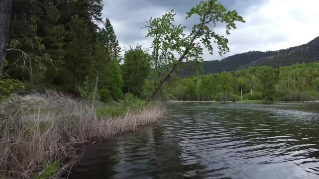 Footage of weeds and lily pads along the Harper Lake near Chase, BC