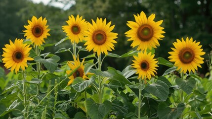 Stunning sunflowers with bright yellow petals resembling the sun grow tall and add cheer to gardens