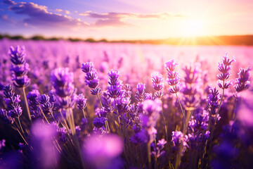 Naklejka premium Close Up of Purple Lavender Field in Full Bloom: Sunlit Floral Scene Capturing Nature Beauty and Fragrance