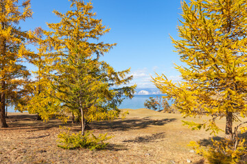 Baikal Lake on a sunny autumn day. Yellowed bright larch forest on the shore of the Small Sea. Beautiful autumn landscape. Natural seasonal background. Traveling around Olkhon Island in October