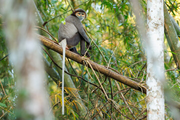 Black-shanked douc sitting in a tree in Cat Tien National Park