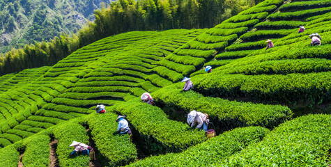 Beautiful tea plantation landscape on the mountaintop of Shizhao in Chiayi, Taiwan. © BINGJHEN