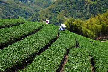 Beautiful tea plantation landscape on the mountaintop of Nantou, Taiwan.