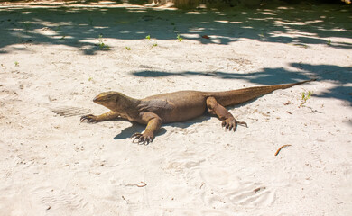 A monitor lizard walks on the sand between the trees. A giant lizard strolls along the sandy beach of Komodo National Park in Indonesia. Komodo dragon Varanus komodoensis.