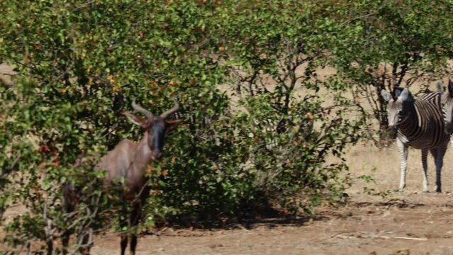 Zebra herd and tsessebe waiting