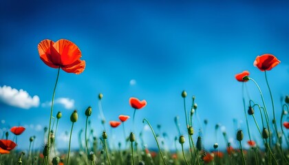 Obraz premium Poppy Flowers And Blue Sky