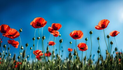 Fototapeta premium Poppy Flowers And Blue Sky