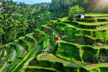 Tourist in red dress walking on tegalalang rice terrace in Bali, Indonesia.