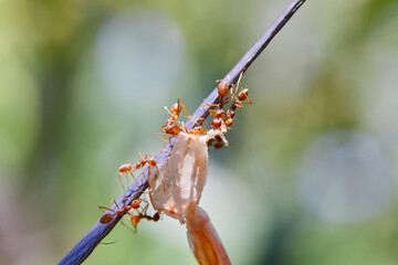 Close-up of weaver ants carrying food on rope