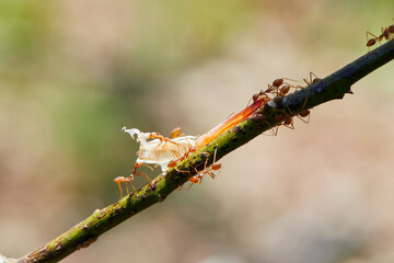 Close-up of weaver ants carrying food on tree branch