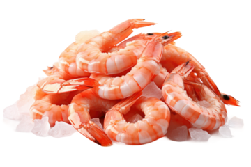 Icy Throne for Shimmering Shrimp on a Clear PNG or White Background.
