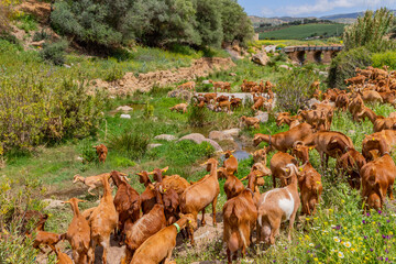 Goats in Andaluzia, Spain