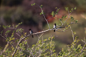 two red-eyed bulbul birds sit on a branch in Etosha NP, Namibia