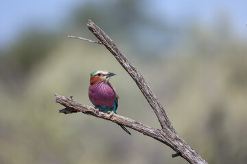lilac breasted roller on a branch