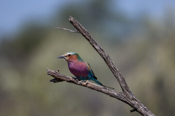 Obraz premium lilac breasted roller on a branch