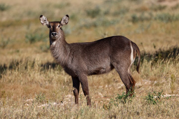 waterbuck antelope in the savannah © Marcel