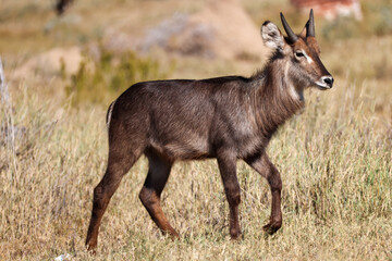 waterbuck antelope in the savannah