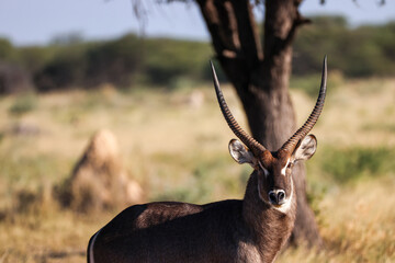 a male waterbuck antelope in Namibia