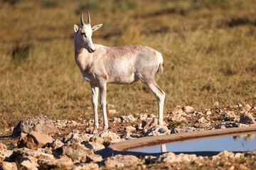albino blesbok antelope in the savannah of Namibia