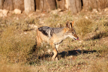 Fototapeta premium black backed jackal in the savannah of Namibia