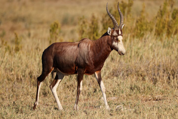 one single blesbok antelope in the savannah of Namibia