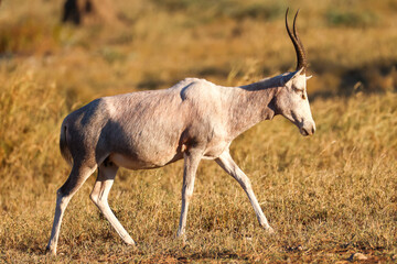 albino blesbok antelope in Namibia