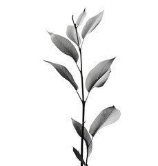Obraz premium Black and white photograph capturing the minimalist beauty of a single plant stem with leaves in fine detail