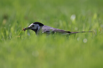 wagtail bird with prey in green grass