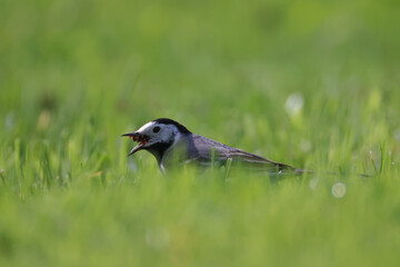 wagtail bird with prey in green grass