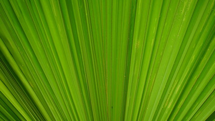 Close-up of palm leaf texture