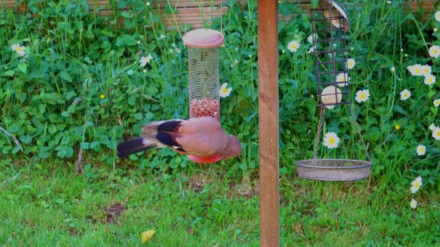 Jay, Garrulus glandarius, jumping up to feed on garden peanut feeder. Showing a flash of blue wing.