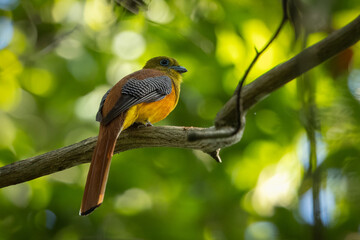 Orange-breasted Trogon perched on a branch in Cat Tien National Park