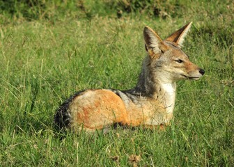 watchful jackal sitting in the grass on safari in maasai mara national reserve in kenya, east  africa
