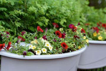 red and yellow petunia flowers in white pots on metal fence in street in sunny summer day, street flower decor