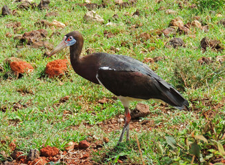 black stork   walking  in the savanna on safari in ngorongoro crater   conservation area in tanzania, east africa   