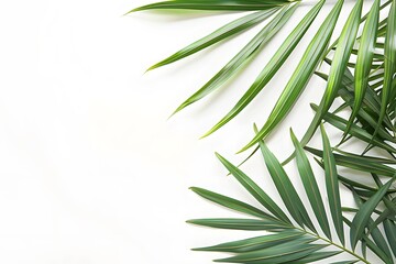 green tropical plants  on white background