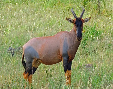 a topi antelope standing in the grasslands on safari in serengeti  national park in tanzania, east africa