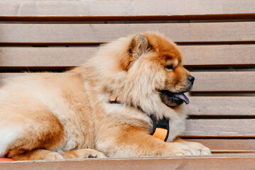 red Chow Chow lying on wooden bench in street in hot sunny summer day, dogwalking concept