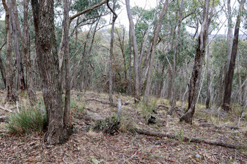 australian bushland landscape in historic gold diggings