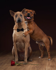 A Thai Ridgeback and a Staffordshire Bull Terrier pose together in a studio setting. two dogs hugging