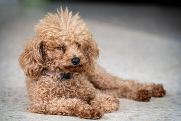 the poodle sleeping on the floor with dramatic tone