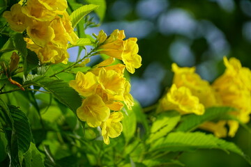 Tabebuia aurea flowers bloom in the afternoon sunlight