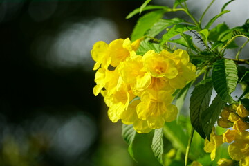 Tabebuia aurea flowers bloom in the afternoon sunlight