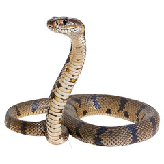 Naklejka premium Snake isolated on white background, transparent background