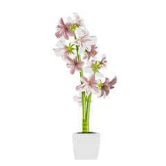 3d rendering of Pink Hippeastrum flowers plant
